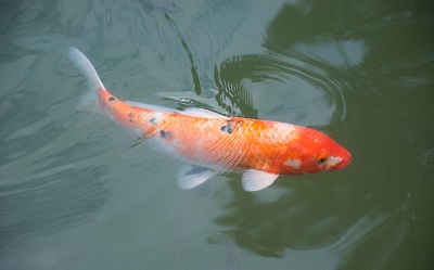 魚(yú)什么時(shí)候最好吃？
